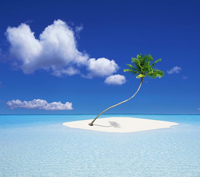 island palm, background, blue, clouds, coco, cool, nature, palm, sea, sky, HD wallpaper