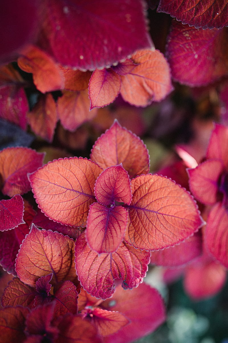 plant, pink, leaves, macro, closeup, HD phone wallpaper