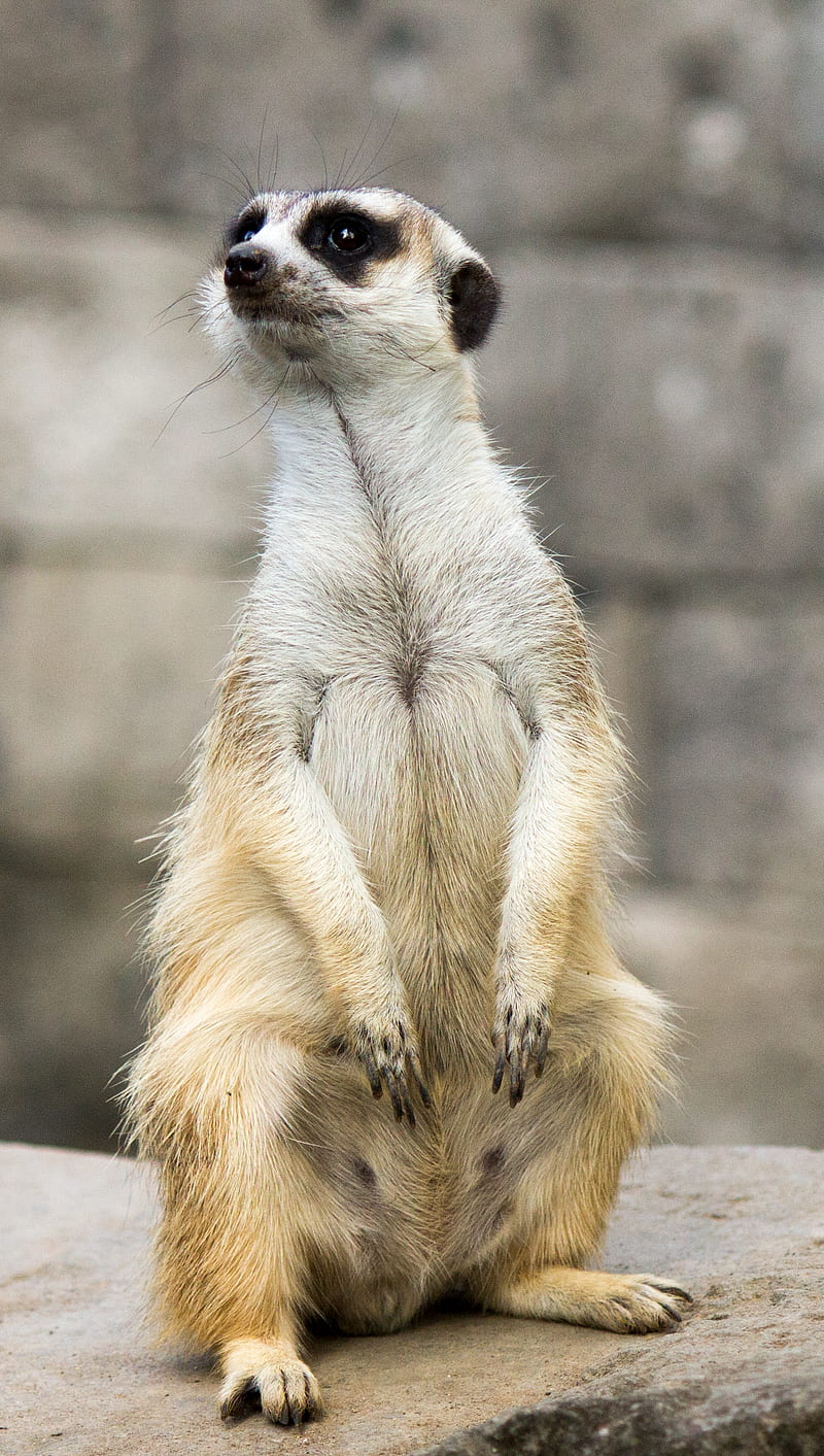 meerkat, HD phone wallpaper