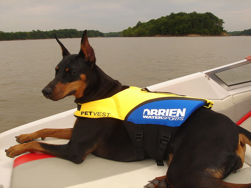 Boat Dobe, Boating, Doberman Pinscher, Water dogs, Doberman, HD wallpaper