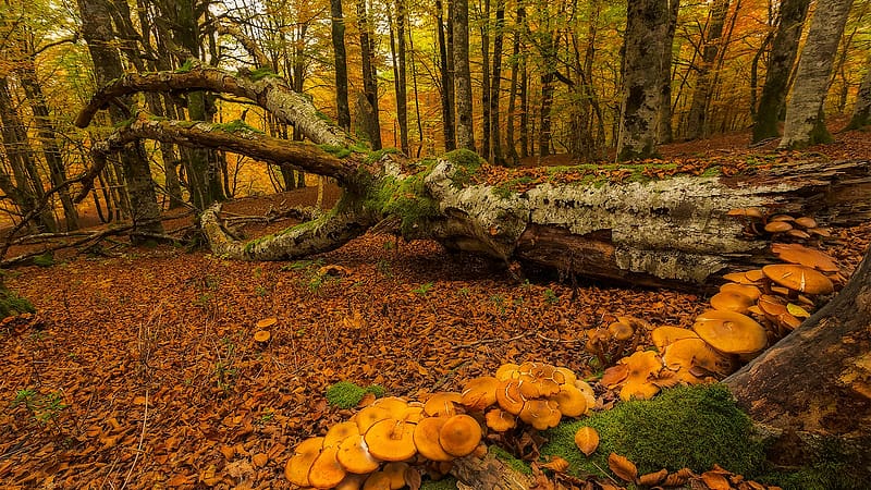 Autumn in a forest in Basque Country, Spain, colors, trees, leaves, fall, mushrooms, HD wallpaper