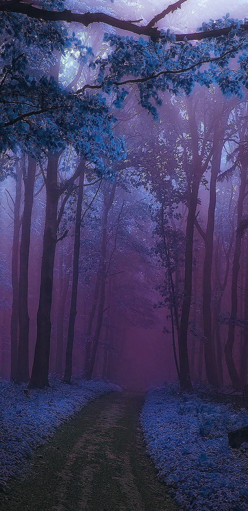 1920x1080px, 1080P free download | Purple wonderland, forest, magic, HD ...