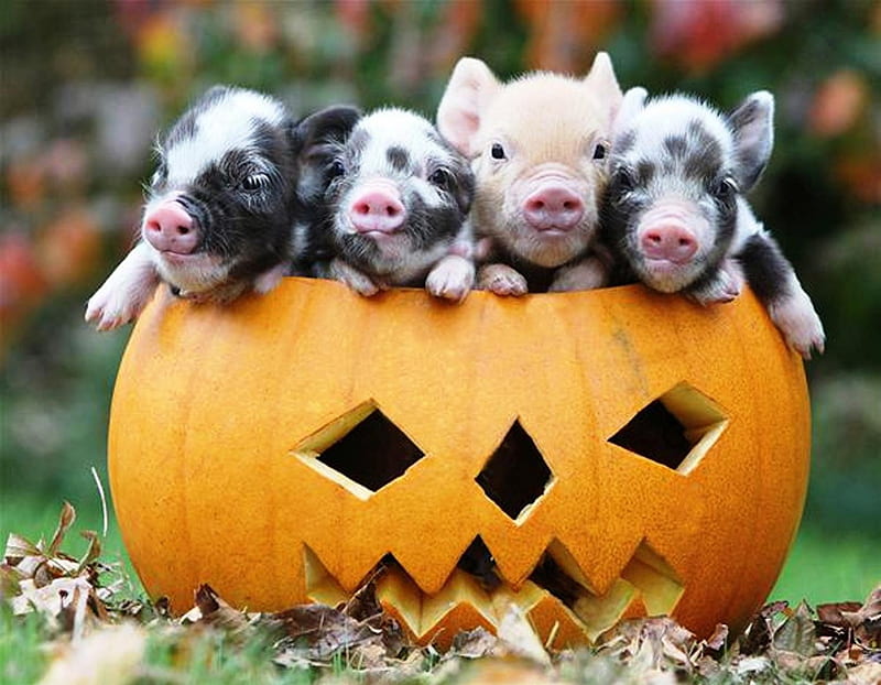 Halloween Piglets, cute, funny, piglets, halloween, HD wallpaper