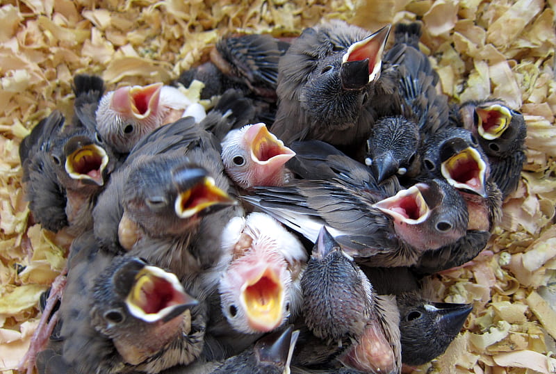 Hungry little nestlings, hungry, birds, nestlings, beg for food, HD wallpaper