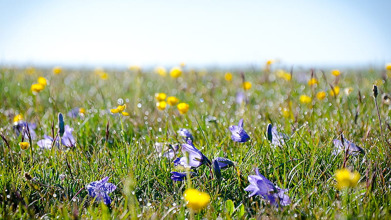 Alpine meadow, grass, flowers, dew, field, HD wallpaper