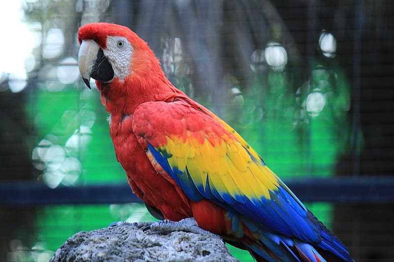 Colorful macaw parrot, papagaj, ara, szines, ketrec, kek, tollazat, piros, kozelkep, sarga, elenk, csor, HD wallpaper