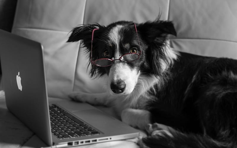 I'm busy, cute, glasses, black, funny, white, laptop, dog, animal, HD  wallpaper | Peakpx