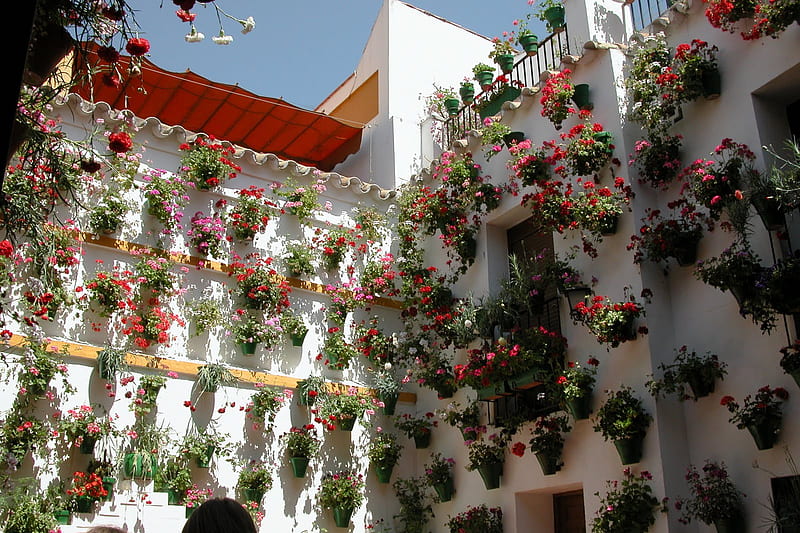 Cordoba, andalucia, pots, flowers, wall, espanna, HD wallpaper