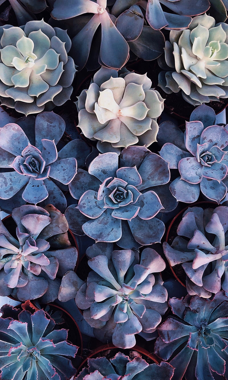 Succulent Wallpaper Images Browse 155926 Stock Photos  Vectors Free  Download with Trial  Shutterstock
