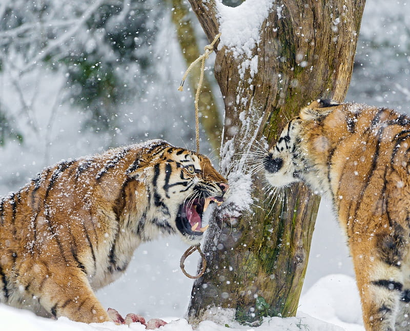 Angry Siberian Tiger, big cats, felines, predators, siberian tiger, tigers, HD wallpaper