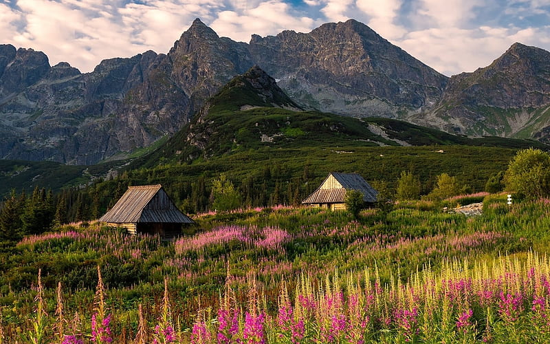 Tatry in Poland, flowers, Poland, mountains, Tatry, cabins, HD wallpaper