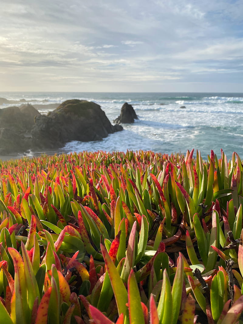 grasses, plant, rocks, sea, horizon, HD phone wallpaper