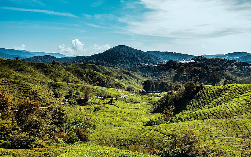 Cameron Highlands, hills, tea plantations, meadow, summer, Malaysia, Asia, HD wallpaper