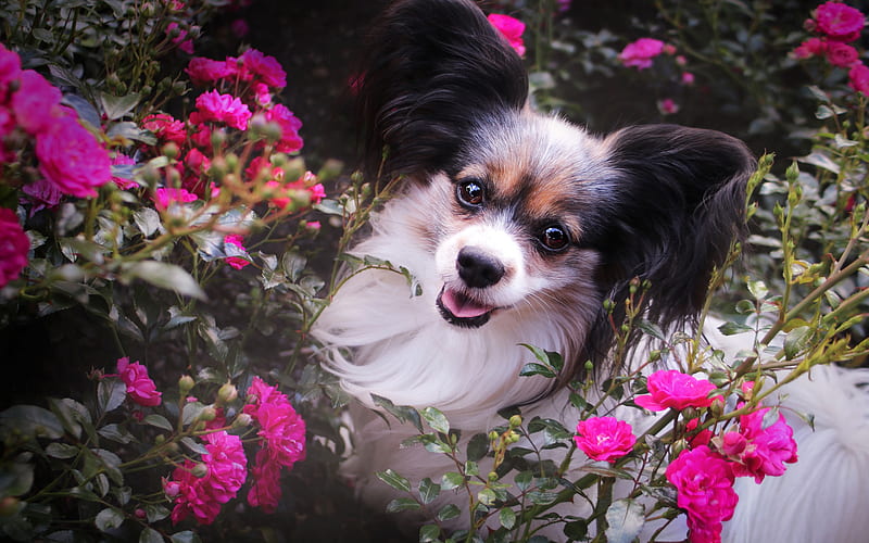 Dogs, Papillon, Dog, Papillon (Dog), Pet, Pink Flower, HD wallpaper