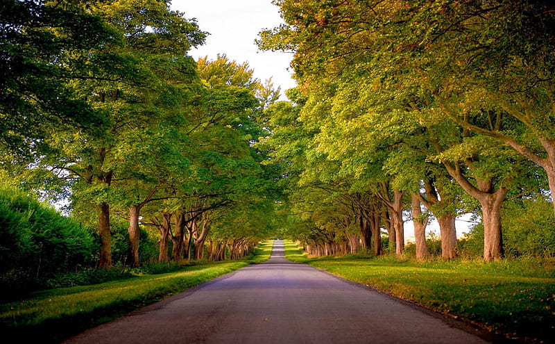 norfolk kings avenue-england, avenue, green, england, nature, forests, road, trees, HD wallpaper