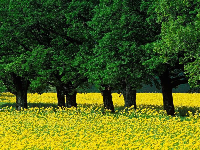 Mustard Flowers Louisville Kentucky, yellow, flowers, HD wallpaper