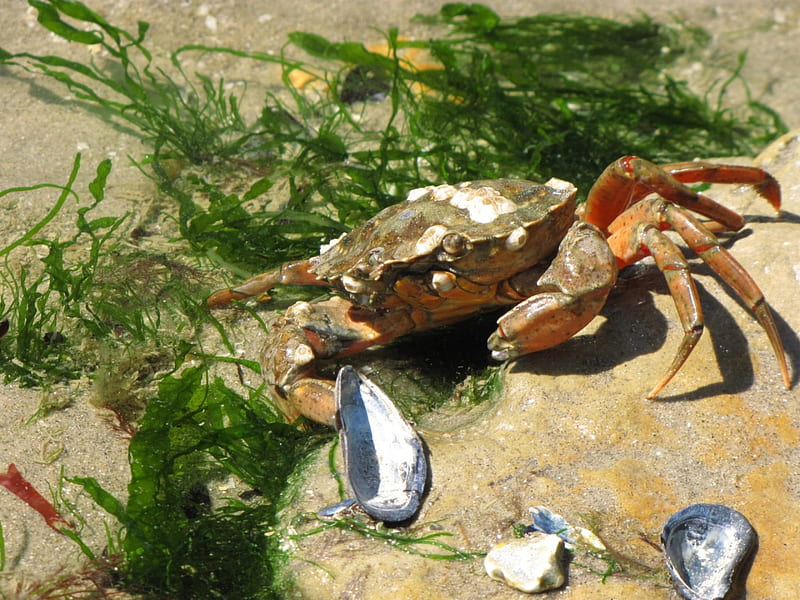 Crab on a Rock with Shells, Crabs, Beaches, Seashells, Rocks, Nature, HD wallpaper