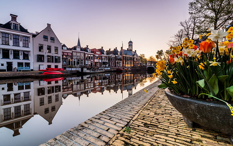 Dokkum, morning, sunrise, daffodils, spring, Friesland, Netherlands, HD wallpaper