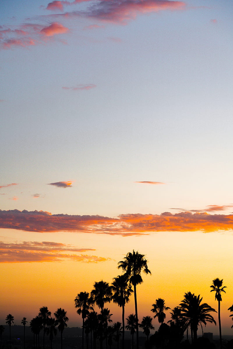 palm trees, sunset, clouds, dusk, dark, HD phone wallpaper