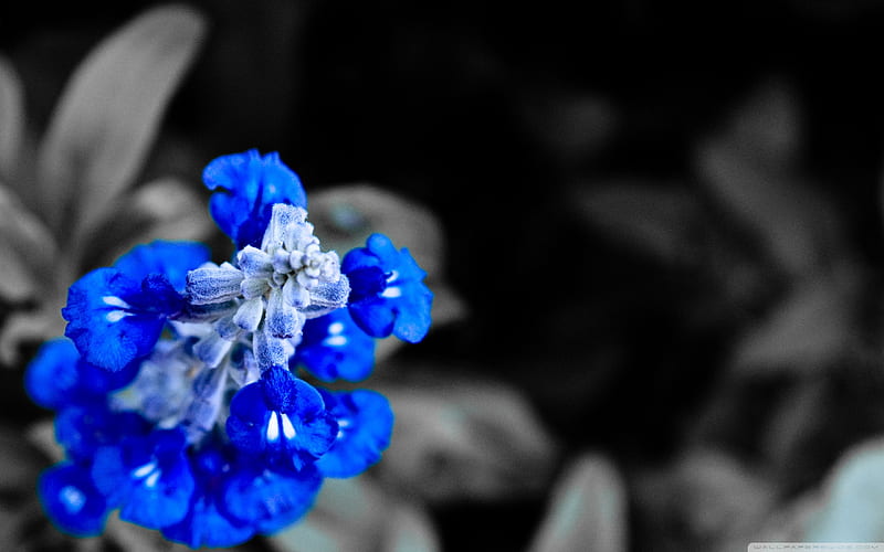 bluebells in the dark-beautiful flowers, HD wallpaper
