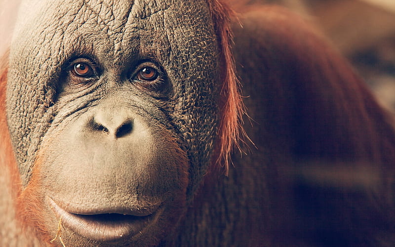 Orangutan, monkey, primate, face, animal, HD wallpaper