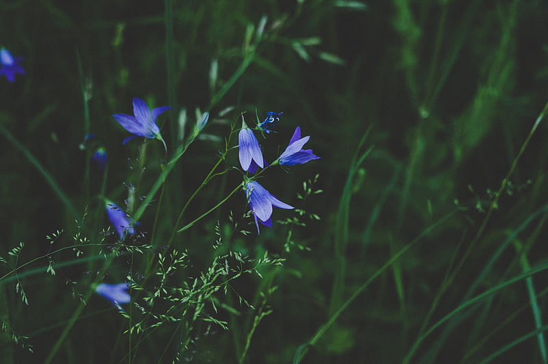 flowers, blue, field, grass, closeup, HD wallpaper