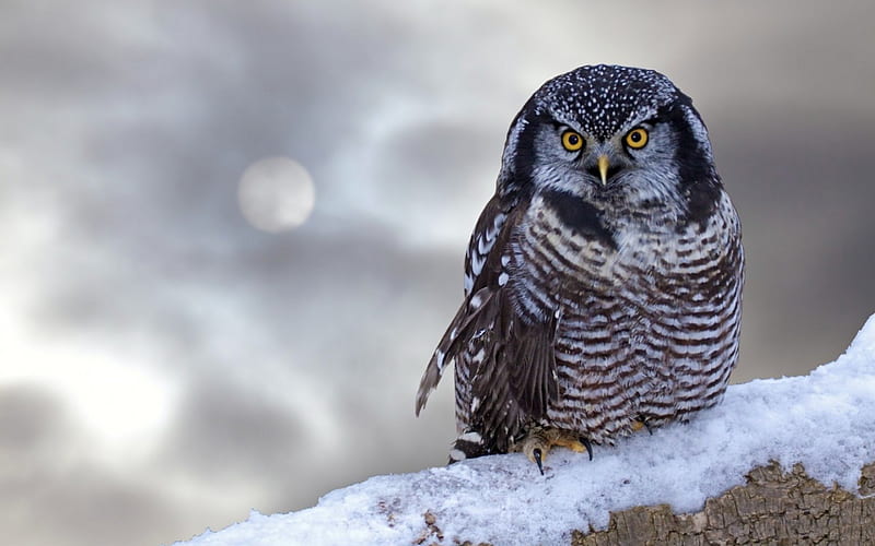 *** Owl on snowy branch ***, galaz, zwierzeta, sowa, ptaki, HD wallpaper