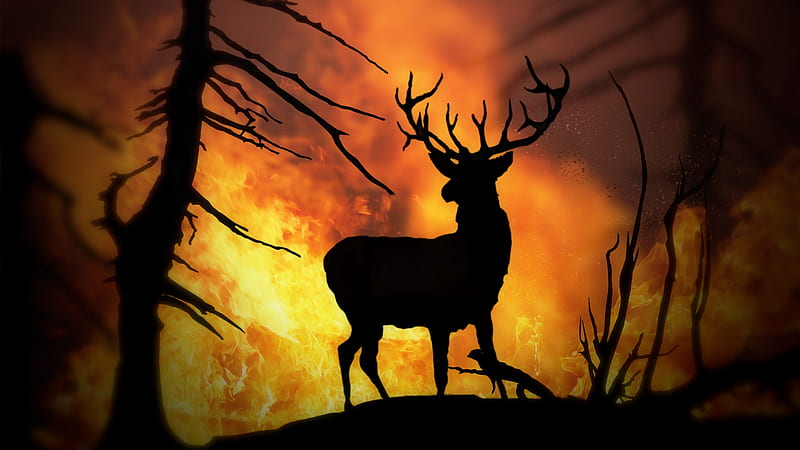 Forest Fire, fire, nature, destore, deer, refresh, HD wallpaper