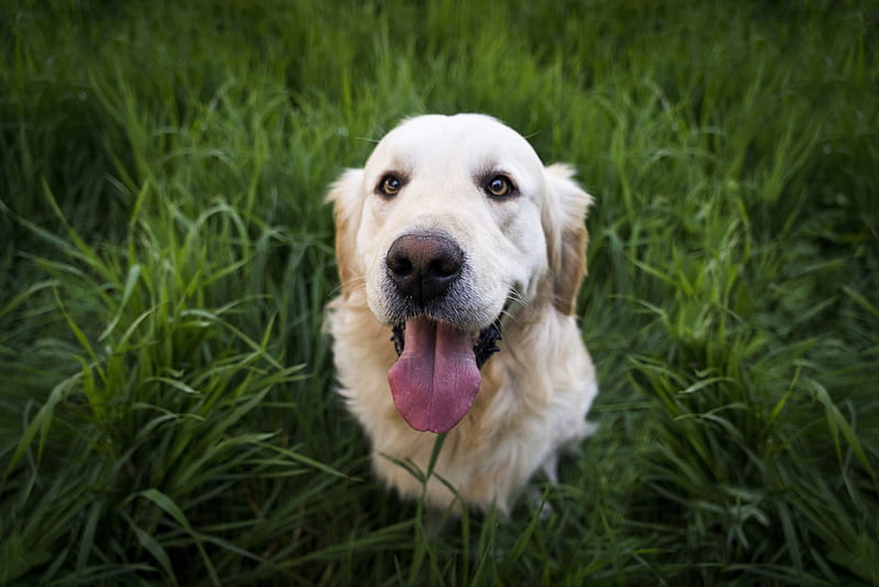 Golden Labrador Retriever , labrador-retriever, dog, animals, HD wallpaper