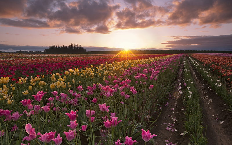 Tulip Field, flowers, sunset, tulips, field, landscape, HD wallpaper