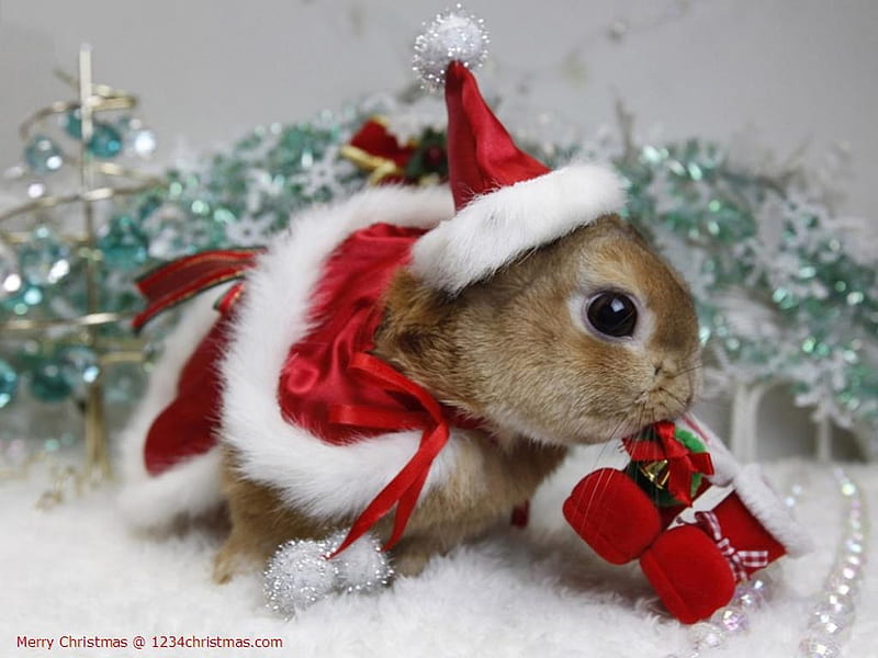 Christmas Rabbit Wallpaper