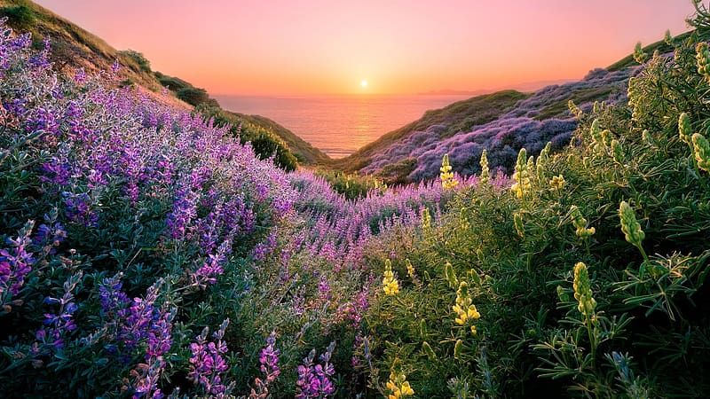 Flowers at the coast of California near San Francisco, wildflowers, hills, colors, sky, sun, usa, ocean, sunset, landscape, HD wallpaper