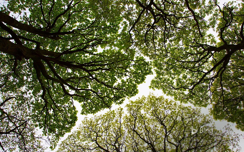 Oak tree canopy in Roudsea Wood Cumbria England, Oak, Tree, Canopy, In, England, HD wallpaper