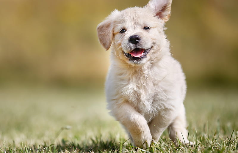 Cute Puppy Dog, cute, dog, puppy, puppies, grass, animal, animals, happy, dogs, kid, HD wallpaper