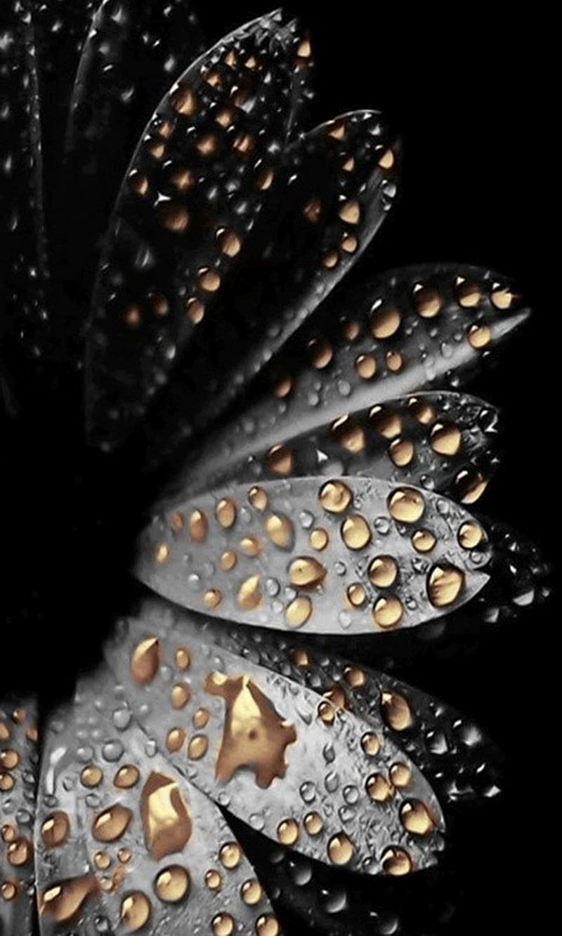 Golden Drops, black, flower, gold, HD phone wallpaper