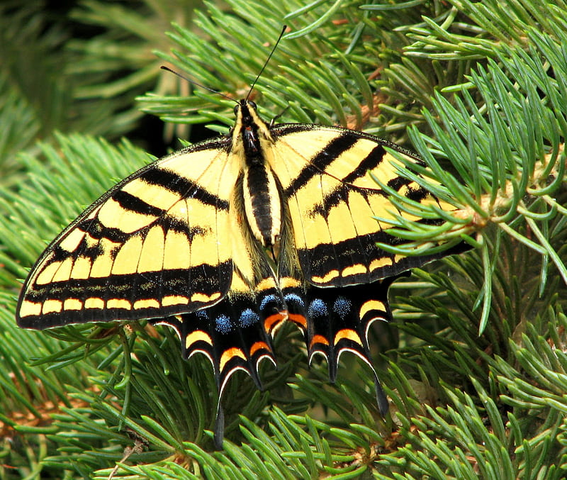 Christmas for Monarch, insect, tiger, butterfly, swallowtail, HD wallpaper