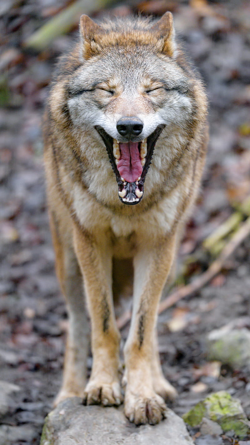 wolf, yawn, protruding tongue, animal, funny, HD phone wallpaper