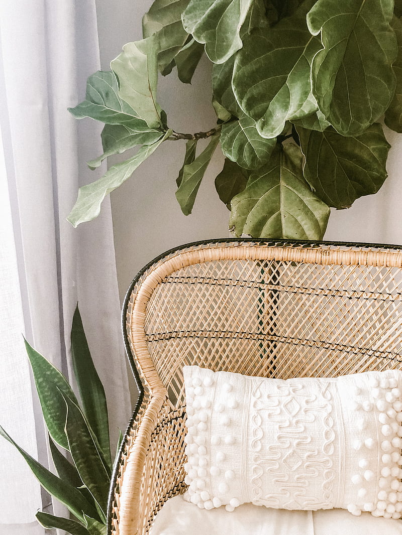 green plant on brown woven basket, HD phone wallpaper