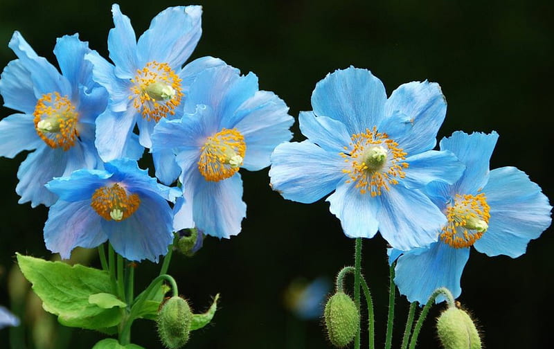 Soft flowers, Cute, beutiful, flowers, Soft, pretyy, blue, HD wallpaper