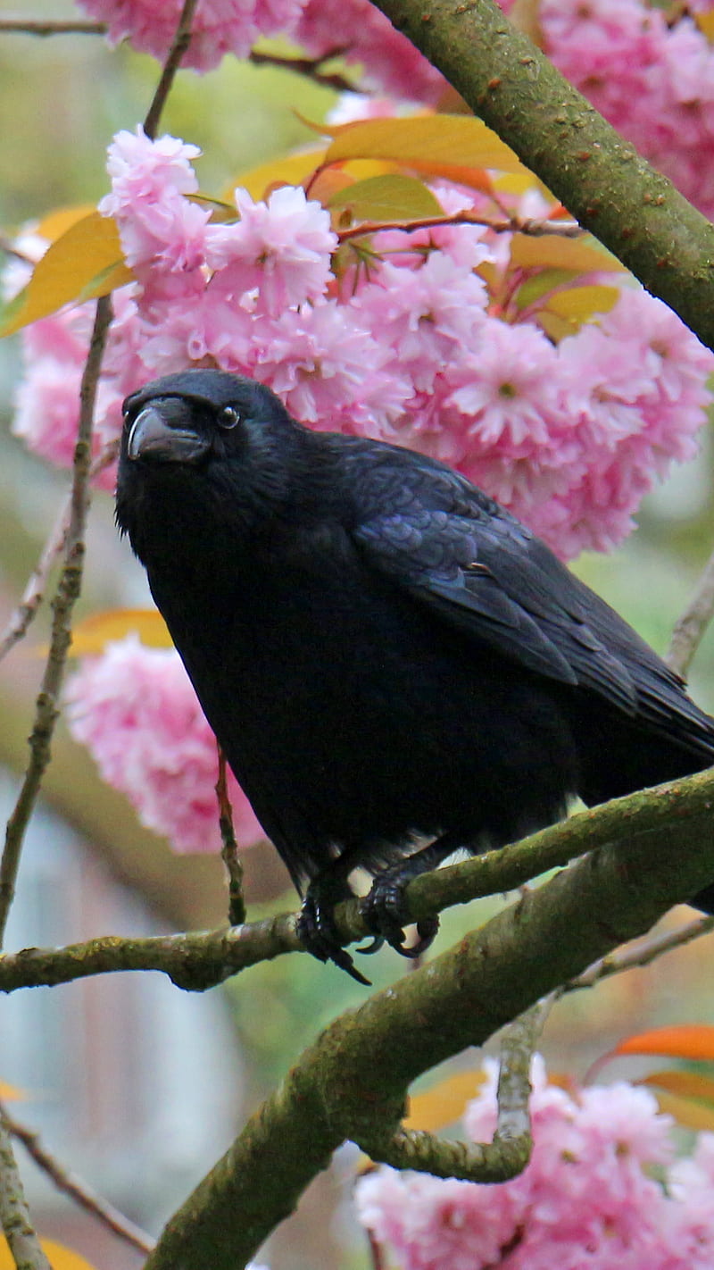 Crow in flowers, bird, carrion crow, corneille noire, corvid, oiseau, pink flowers, HD phone wallpaper