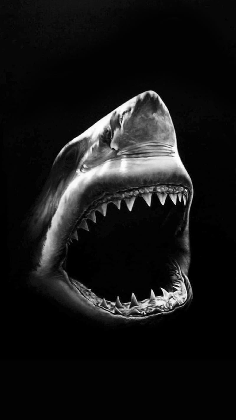 Shark, angry, animal, black and white, HD phone wallpaper