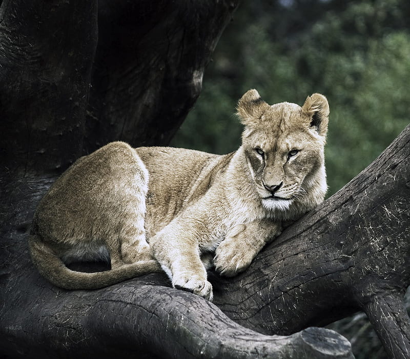 The Calming Before The Storm, female lion, lioness, cat, cats, lion, animals,  HD wallpaper | Peakpx