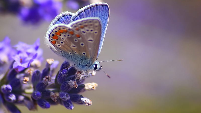 Butterfly close-up, Adult butterflies consume only liquids ingested through their proboscis, Class of insects called lepidoptera, Butterflies feed primarily on nectar from flowers, Butterfly fossils go back to 56 million years ago, HD wallpaper