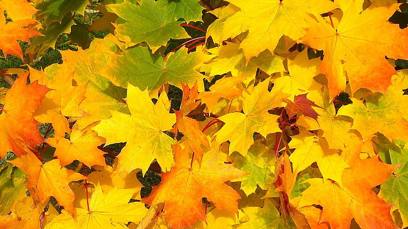 Fallen Gold, leaves, autumn, maple, Firefox theme, fall, gold, HD wallpaper