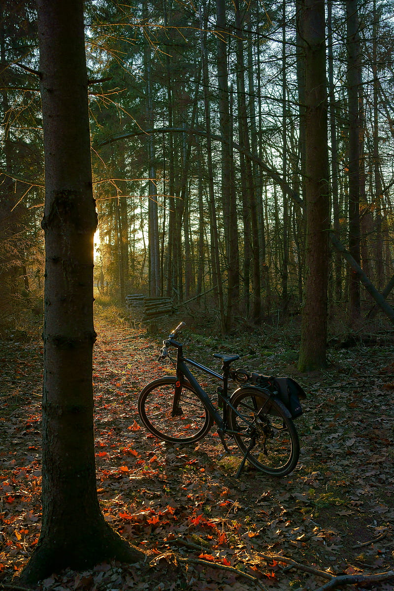 bicycle, forest, trees, leaves, dry, trail, nature, HD phone wallpaper
