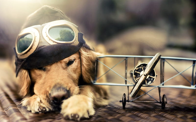 Wish I Could Fly, cute, labrador, animals, dogs, HD wallpaper