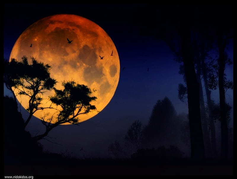 Full moon, birds, moon, trees, night, HD wallpaper | Peakpx