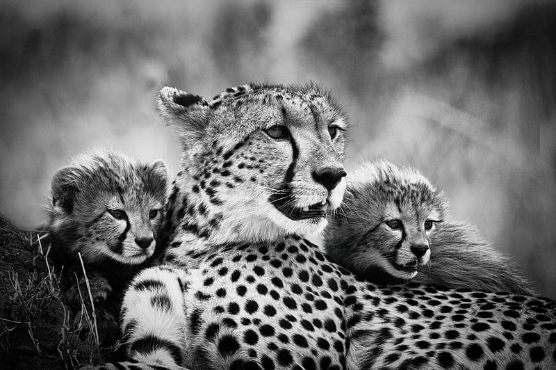 Cats, Cheetah, Big Cat, Black & White, Cub, Predator, Wildlife, HD wallpaper