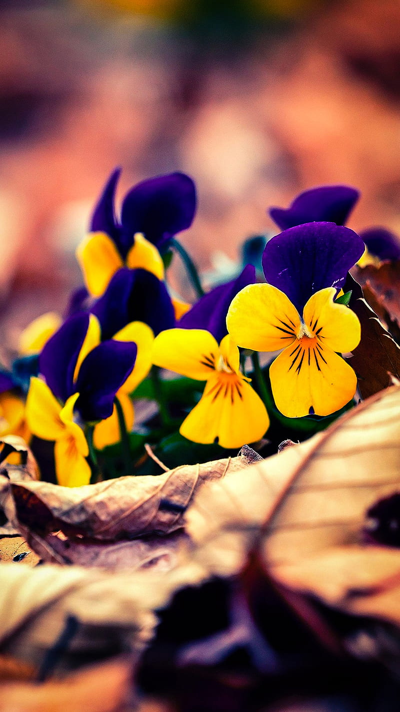 Flowers, purple, yellow, HD phone wallpaper