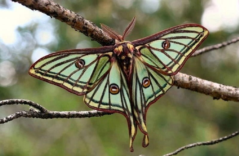 HD   Beautiful Moth Nature Pretty Moth Beautiful 